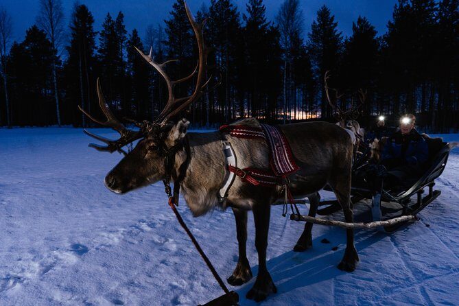Reindeer sleigh ride across the night in Apukka Resort Rovaniemi - The Sum Up