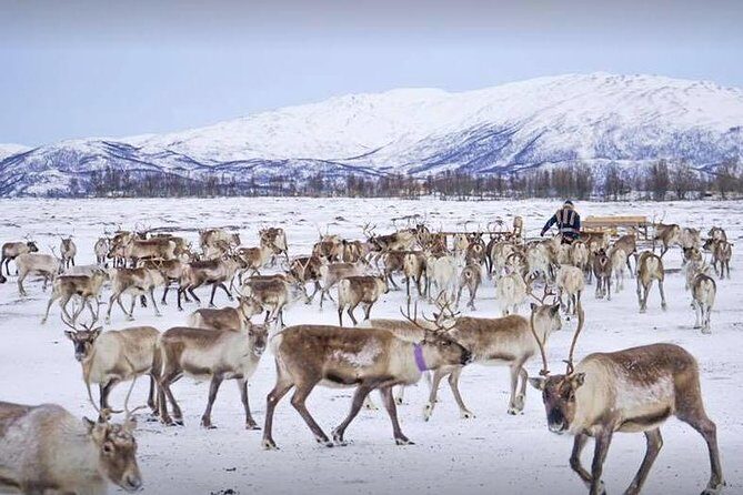 Reindeer visit, and Sami Culture Including Lunch from Tromso - Key Points