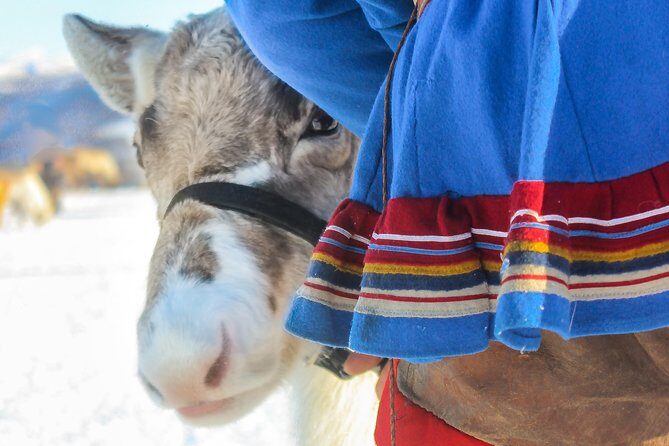 Reindeer visit, and Sami Culture Including Lunch from Tromso - Value for Money
