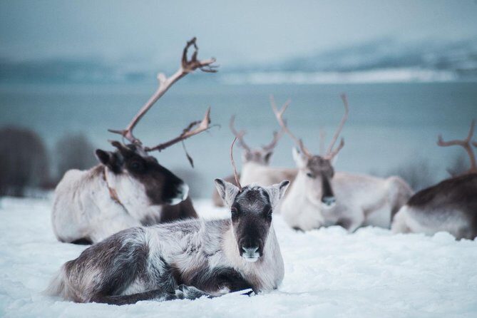 Reindeer visit, and Sami Culture Including Lunch from Tromso - FAQs