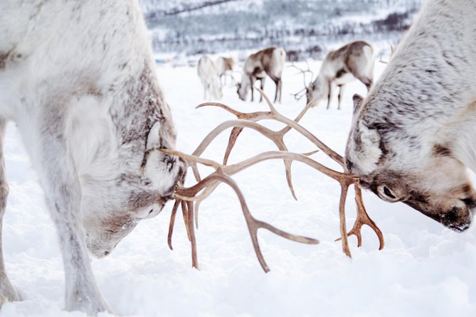 Reindeer Feeding and Sami Culture Including Lunch from Tromso - Joik and Sami culture talk: what to listen for