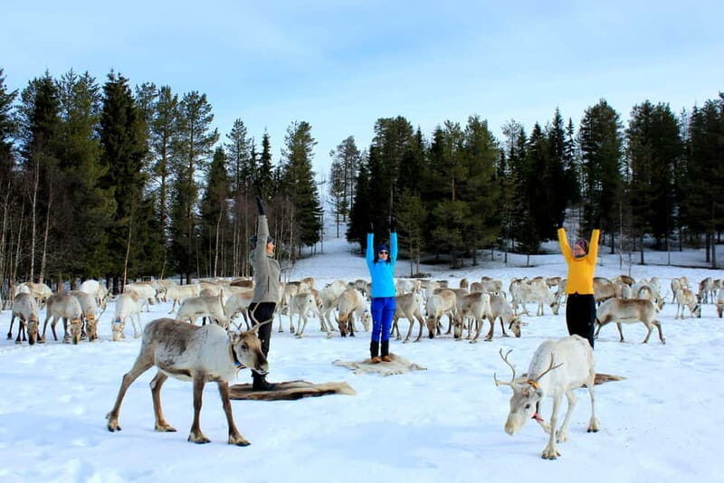 Reindeer yoga in Kuusamo - A Deep Dive Into Reindeer Yoga in Kuusamo
