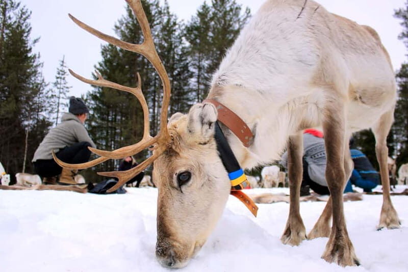 Reindeer yoga in Kuusamo - Practical Details and Value