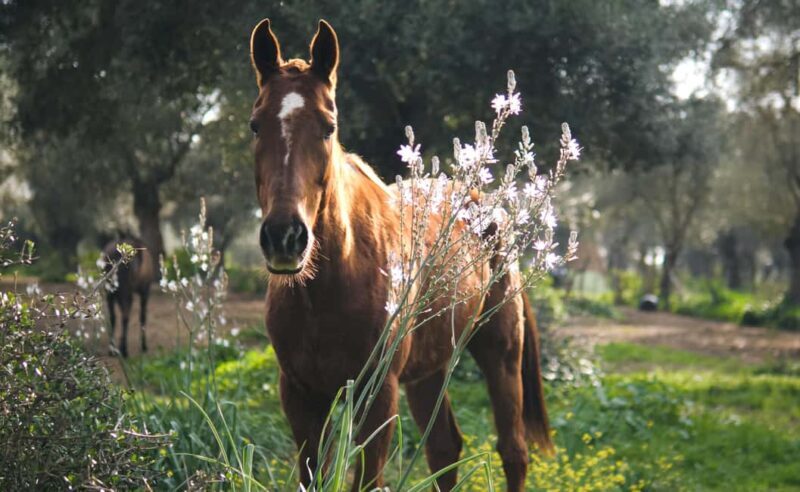 Relax & Mindfulness with Horses in Vejer de la Frontera - A Closer Look at the Experience
