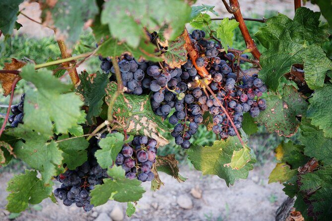 Relaxing Afternoon Wine Tour through Niagara's Wine Country - What is the Tour All About?