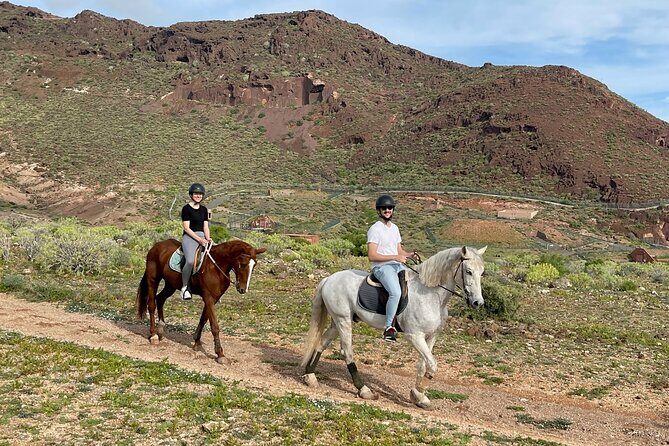Relaxing Horse Riding Tour in Gran Canaria - The Horses and the Riding Experience