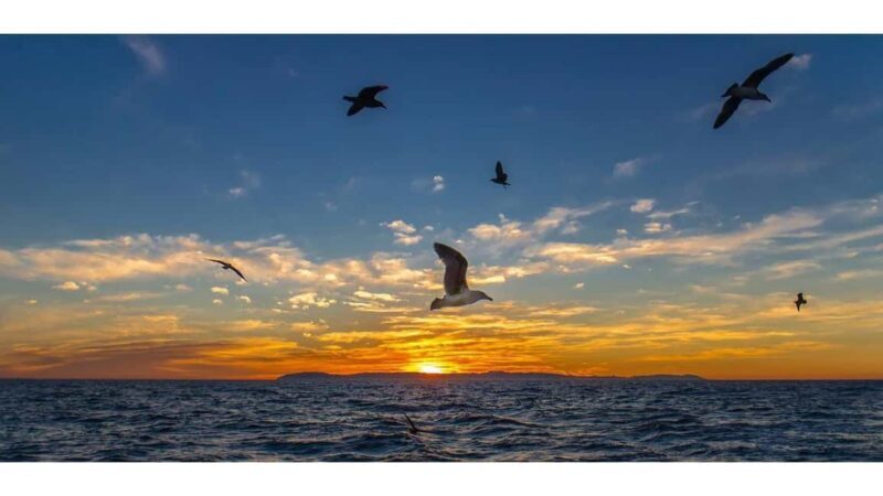 Relaxing Sunset/Evening Cruise in Newport Beach - Price and Value