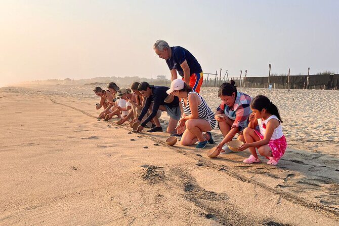 Release of Sea Turtles at Sunset - Authentic Insights from Participants