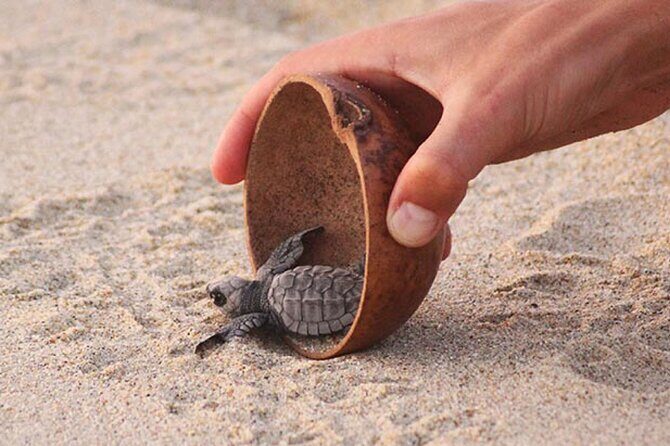 Release of Sea Turtles at Sunset - Final Thoughts