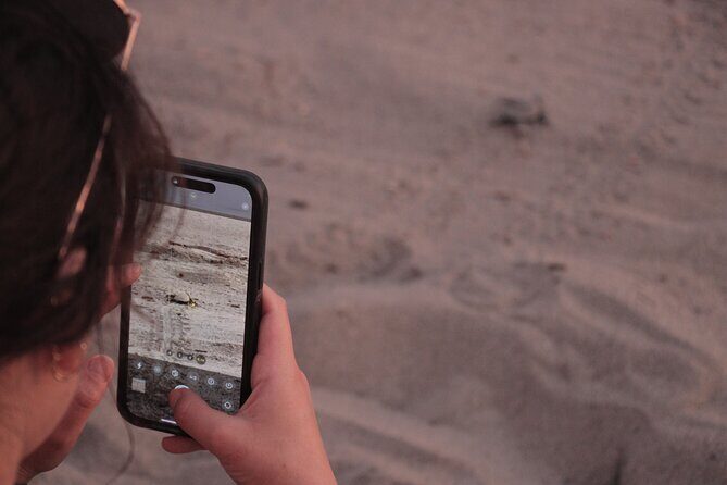 Release of Sea Turtles in Camp Tortuguero - Is This Experience Worth It?