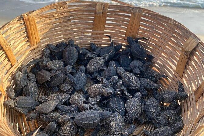 Reptile Eco Tour in Oaxacas Coastal Communities - The Real Value of This Eco Tour