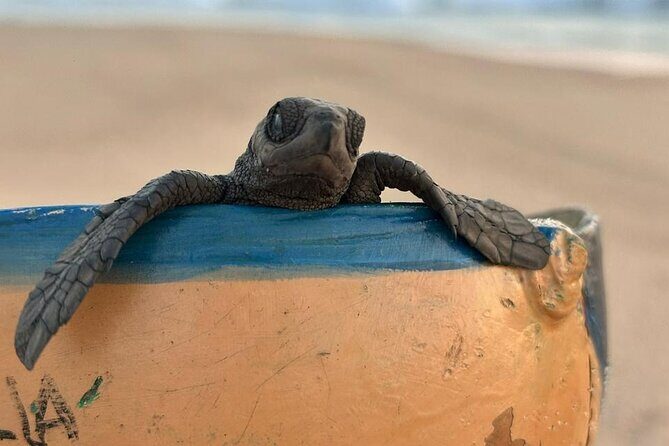 Reptile Eco Tour in Oaxacas Coastal Communities - Who Will Love This Tour?