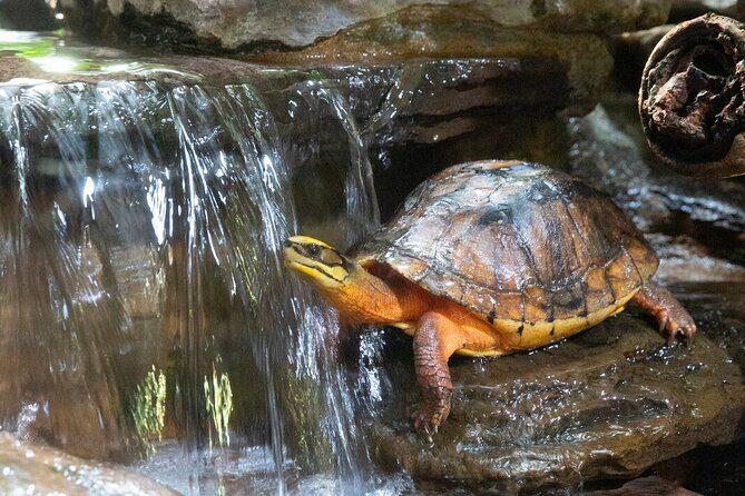 Reptile House Experience at Melbourne Zoo - excl. entry - What to Expect from the Melbourne Zoo Reptile House Experience