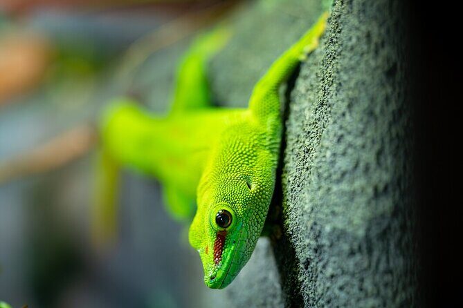 Reptile House Experience at Melbourne Zoo - excl. entry - The Experience Provider and Booking Details