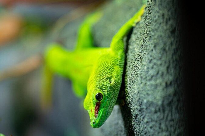 Reptile House Experience at Melbourne Zoo - excl. entry - Frequently Asked Questions (FAQs)