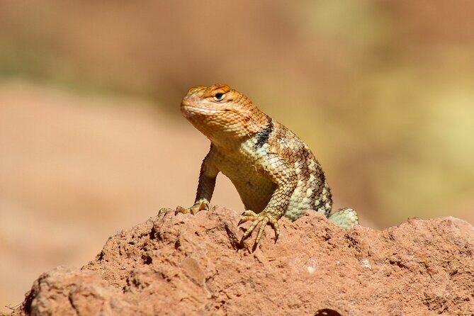Reptile Hunting in The Sonoran Desert - An In-Depth Look at the Reptile Hunting Tour