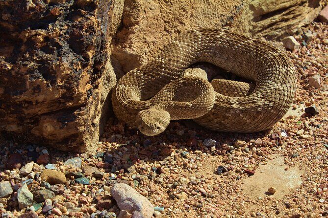 Reptile Hunting in The Sonoran Desert - The Pros and Cons of the Price Point