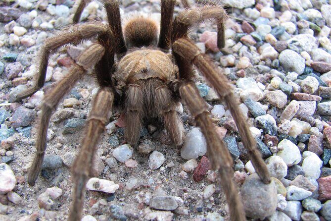 Reptile Hunting in The Sonoran Desert - What Past Travelers Say