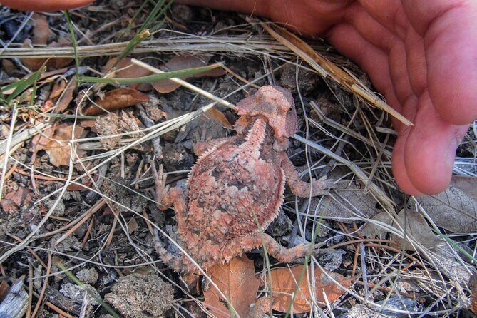 Reptile Hunting in The Sonoran Desert - Who Should Consider This Tour?