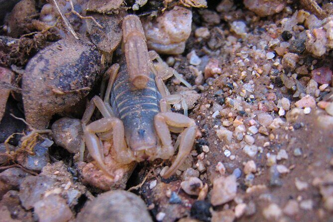 Reptile Hunting in The Sonoran Desert - Practical Details