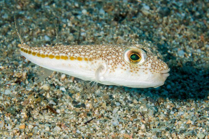Research diving with a Marine Biologist in Crete - Who Is This Tour Best For?