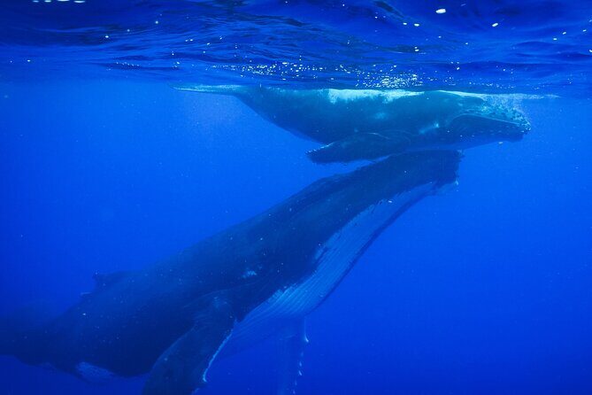 Respectful whale excursion to Tahiti in 4h30 - Key Points