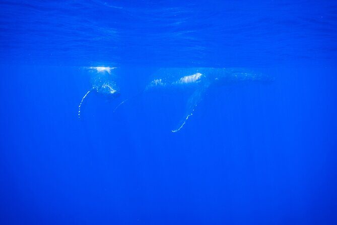 Respectful whale excursion to Tahiti in 4h30 - Introduction to the Tour Experience