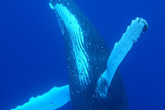 Respectful whale excursion to Tahiti in 4h30 - What’s Included & What to Keep in Mind