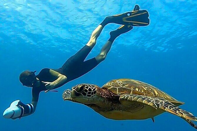 Respectful whale excursion to Tahiti in 4h30 - FAQs