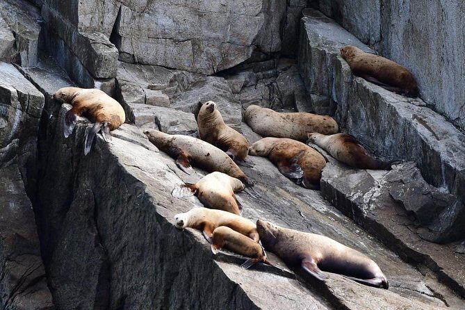 Resurrection Bay Spring Wildlife Cruise - Wildlife and Scenery Highlights