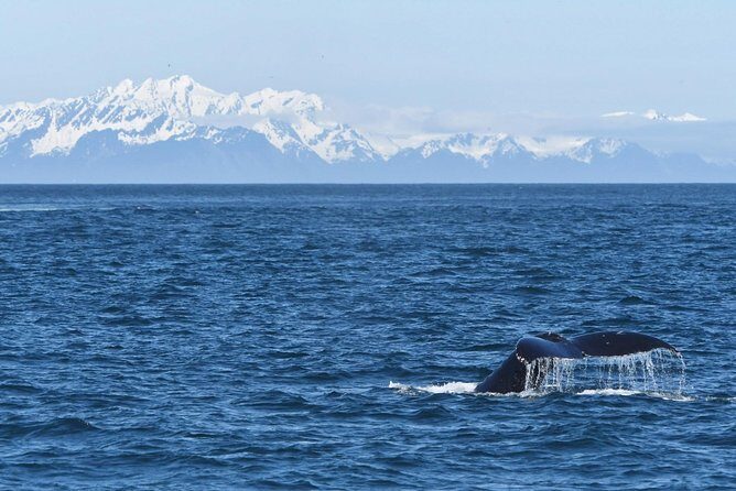 Resurrection Bay Spring Wildlife Cruise - FAQs