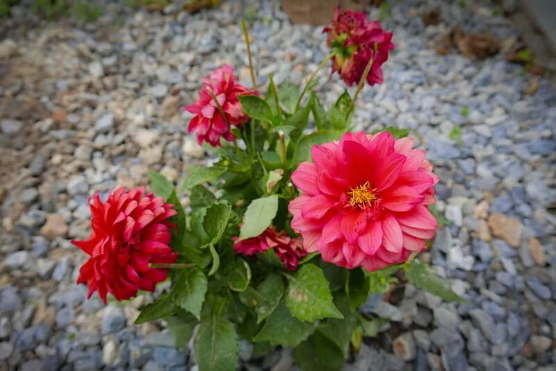 Rethymno: Chrysoula's Cretan Home Cooking Lessons - Final Thoughts