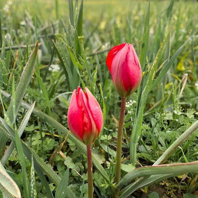 Rethymno: Flower Adventure - Discovering the Heart of Crete in Bloom