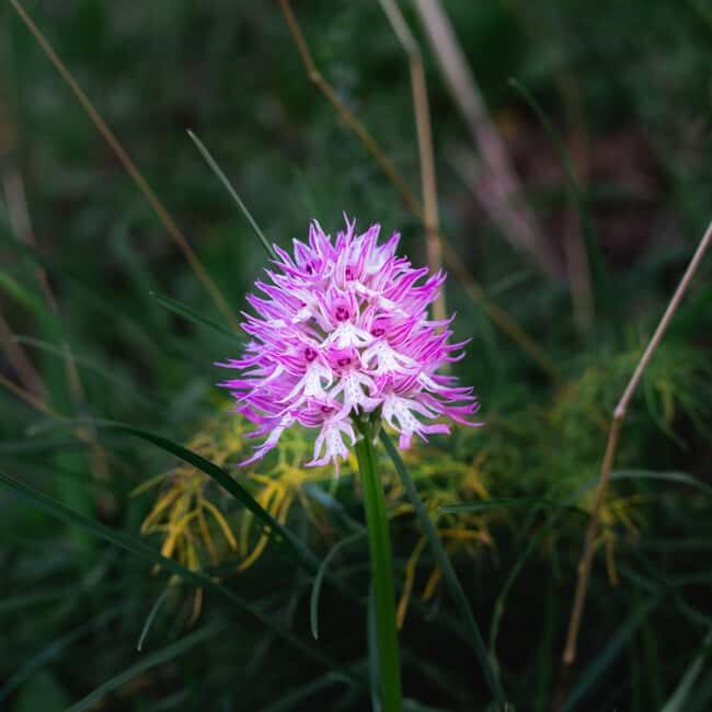 Rethymno: Flower Adventure - Practical Details
