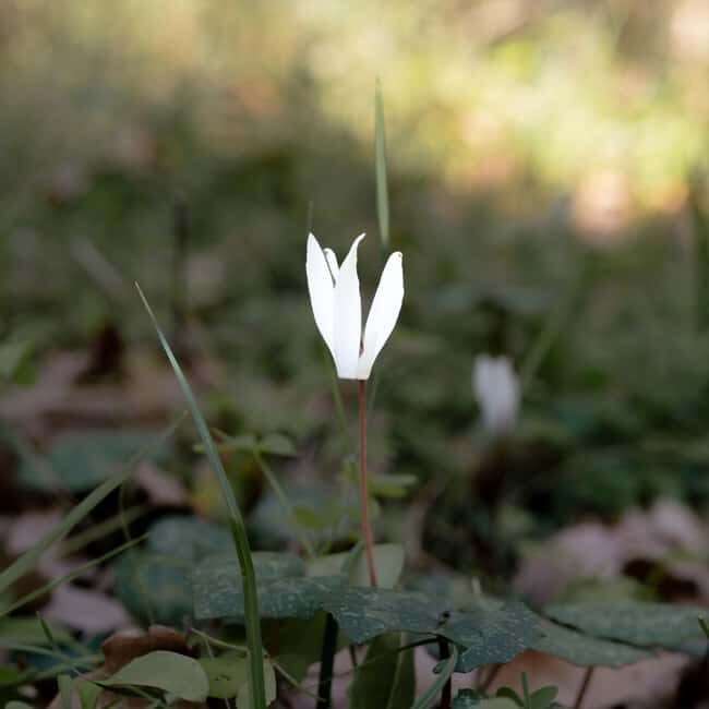 Rethymno: Flower Adventure - FAQs