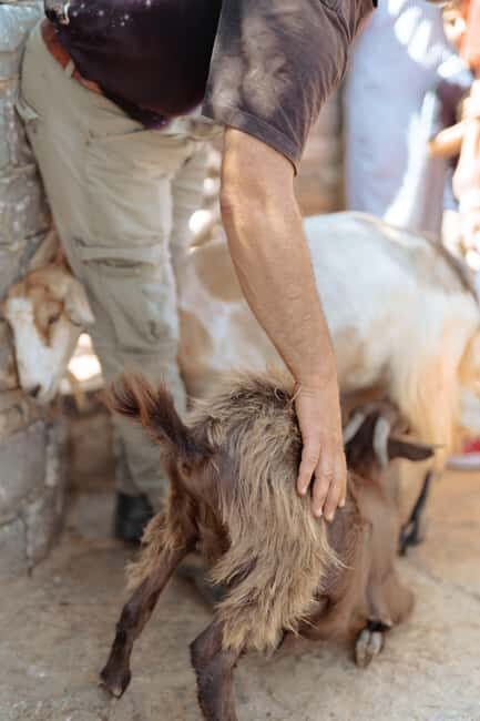 Rethymno: Shepherd For A Day - Who Would Enjoy This Tour?
