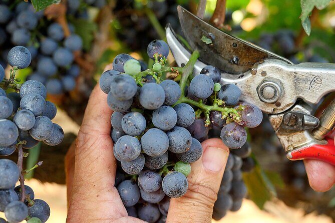 Retrospettiva di Marchesale Wine Tasting and Tour in Bolgheri - Who Would Love This Tour?