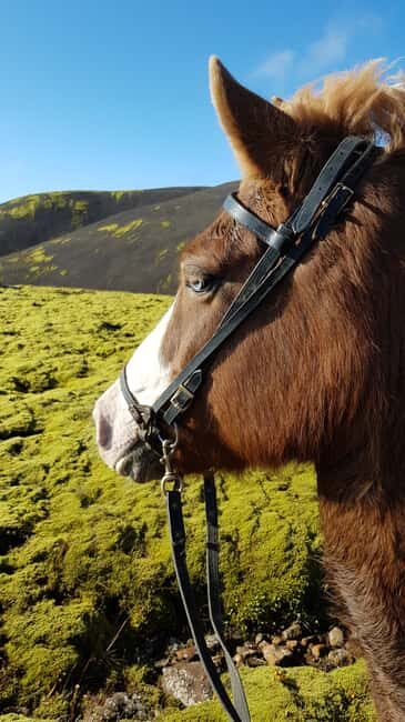 Reykjadalur: Horseback Riding Tour for Families & Beginners - Key Points