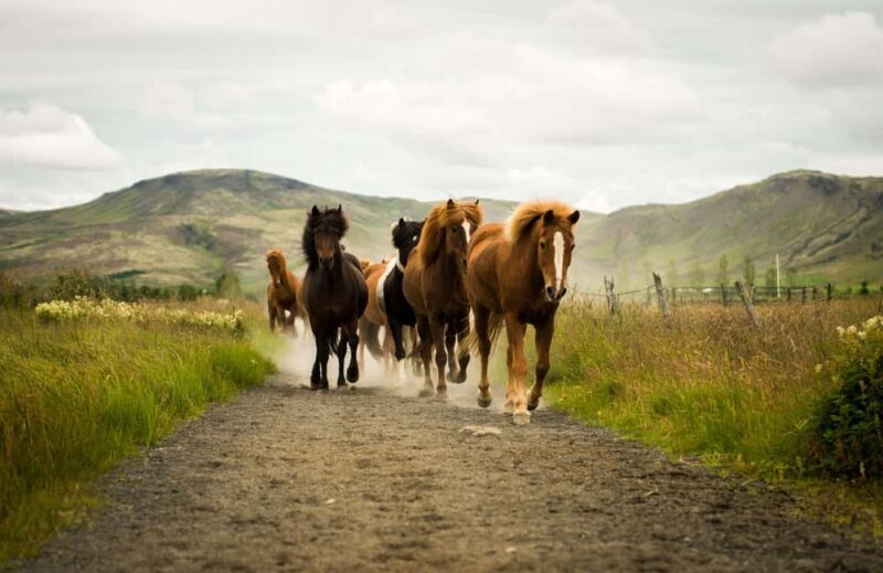 Reykjadalur: Horseback Riding Tour for Families & Beginners - An Introduction to Reykjadalur Horseback Riding
