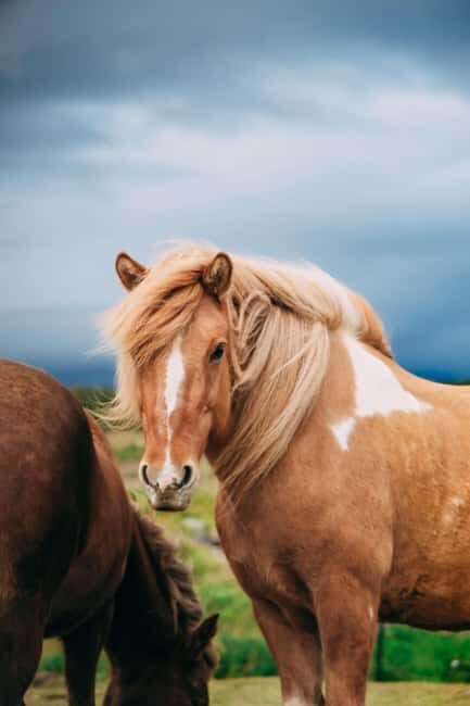 Reykjadalur: Horseback Riding Tour for Families & Beginners - Riding Experience and Group Size
