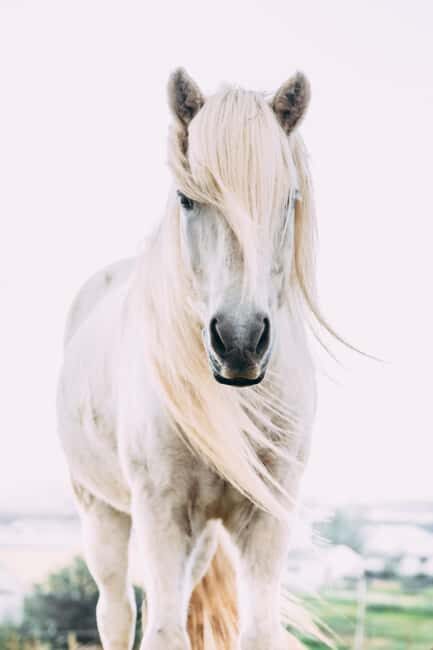 Reykjadalur: Horseback Riding Tour for Families & Beginners - Who Is This Tour Best For?