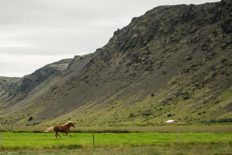 Reykjadalur: Horseback Riding Tour for Families & Beginners - Final Thoughts