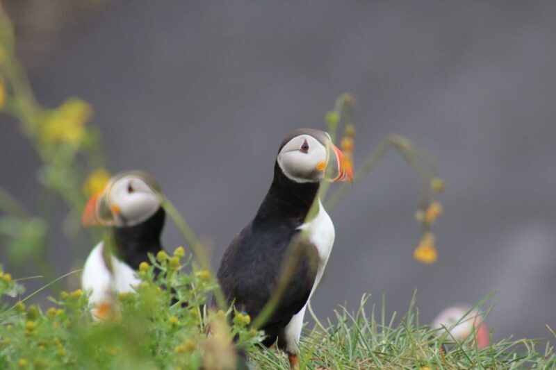 Reykjavik: 1-Hour Puffin Watching Tour - Key Points