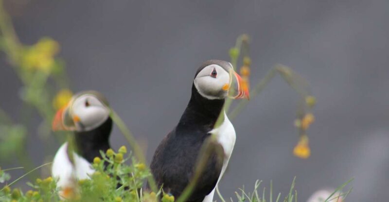 Reykjavik: 1-Hour Puffin Watching Tour - What to Expect from the Puffin Watching Tour