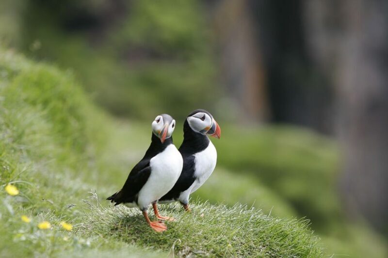 Reykjavik: 1-Hour Puffin Watching Tour - The Itinerary in Detail
