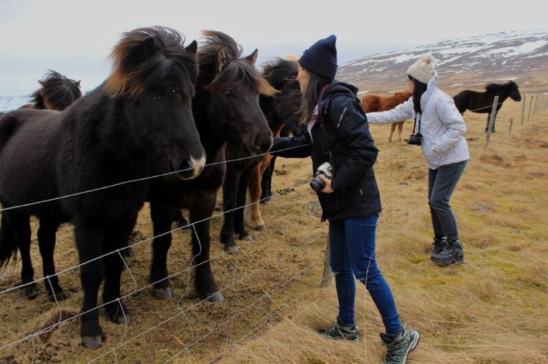 Reykjavik: 8-Day Small Group Circle of Iceland Tour Summer - Who Should Consider This Tour?