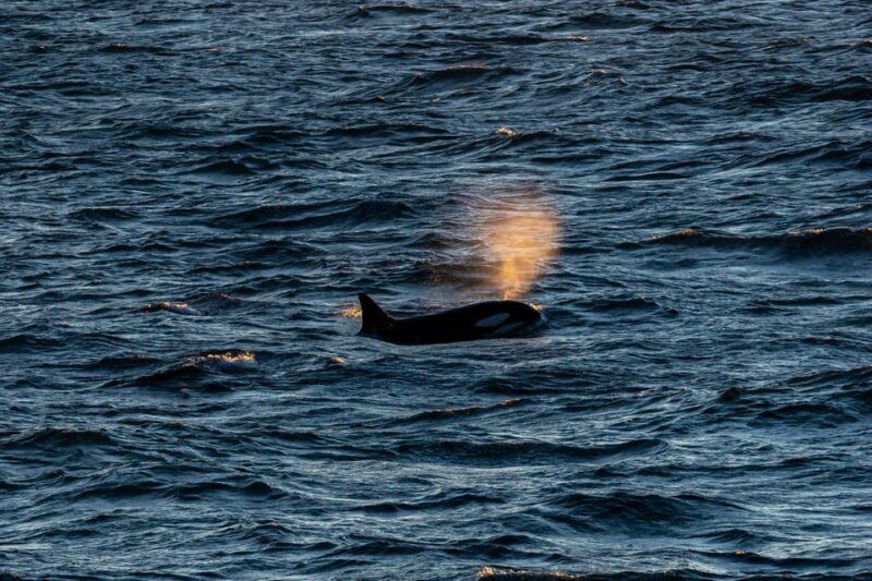 Reykjavik: 9pm Whale Watching Cruise in the Arctic Sun - The Experience in Detail