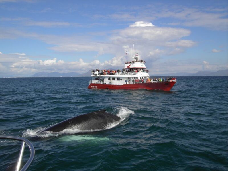 Reykjavik: ATV Ride & Whale Watching Boat Tour - Reykjavik: ATV Ride & Whale Watching Boat Tour – An Honest Look