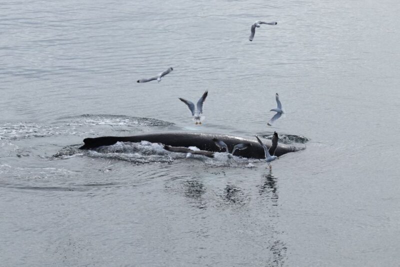 Reykjavik: Best Value Whale Watching Boat Tour - The Experience in Detail