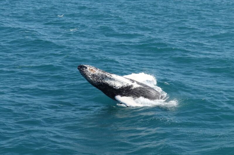 Reykjavik: Best Value Whale Watching Boat Tour - Final Thoughts